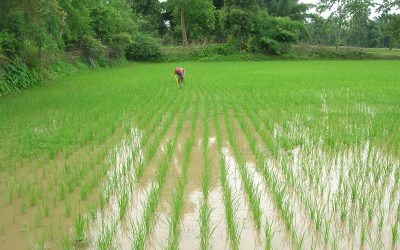 Système de riziculture intensive (SRI)
